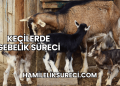 Keçilerde Gebelik Süreci