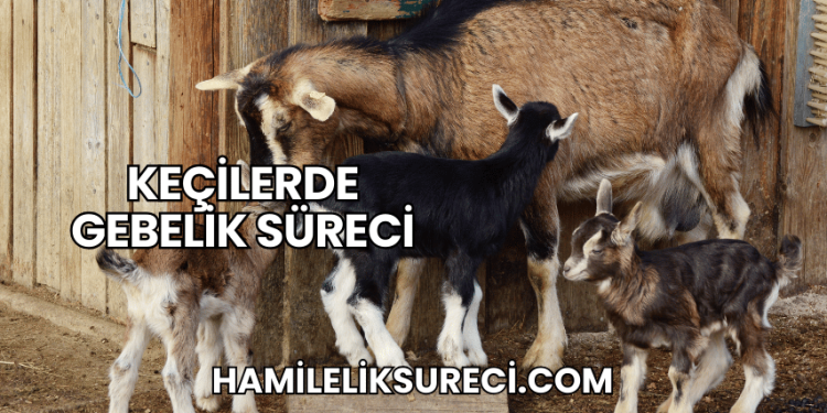 Keçilerde Gebelik Süreci