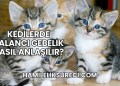 Kedilerde Yalancı Gebelik Nasıl Anlaşılır?