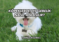 Köpeklerde Dış Gebelik Nasıl Anlaşılır?