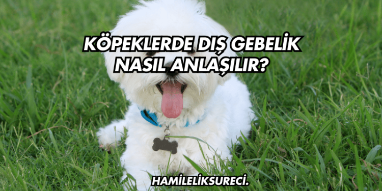 Köpeklerde Dış Gebelik Nasıl Anlaşılır?