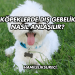 Köpeklerde Dış Gebelik Nasıl Anlaşılır?