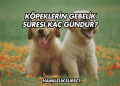 Köpeklerin Gebelik Süresi Kaç Gündür?