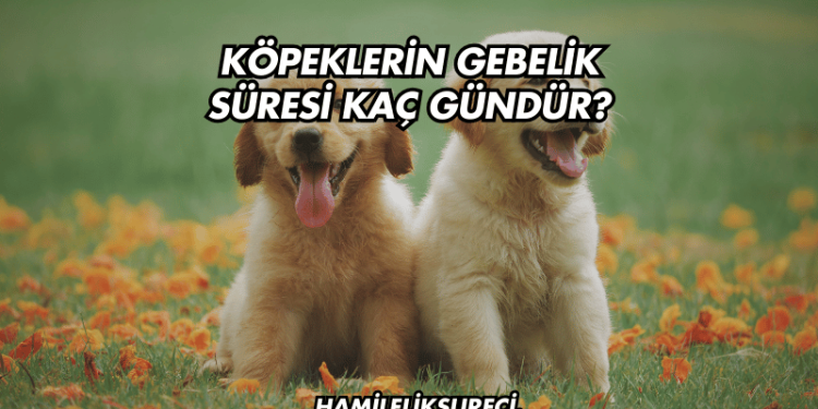 Köpeklerin Gebelik Süresi Kaç Gündür?
