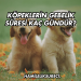 Köpeklerin Gebelik Süresi Kaç Gündür?