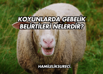 Koyunlarda Gebelik Belirtileri Nelerdir?