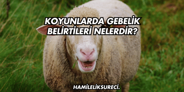 Koyunlarda Gebelik Belirtileri Nelerdir?