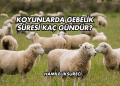 Koyunlarda Gebelik Süresi Kaç Gündür?