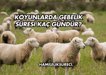 Koyunlarda Gebelik Süresi Kaç Gündür?