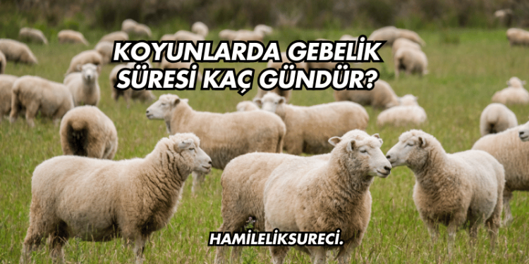 Koyunlarda Gebelik Süresi Kaç Gündür?