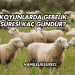 Koyunlarda Gebelik Süresi Kaç Gündür?