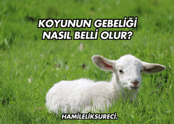 Koyunun Gebeliği Nasıl Belli Olur?