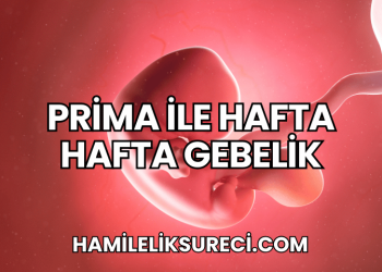 Prima ile Hafta Hafta Gebelik