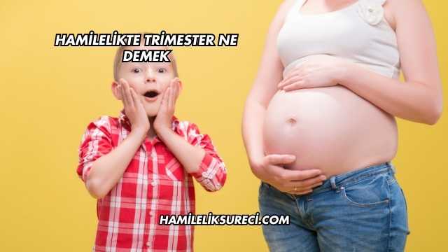 Hamilelikte Trimester Ne Demek
