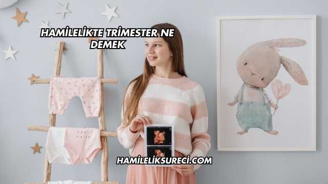 Hamilelikte Trimester Ne Demek