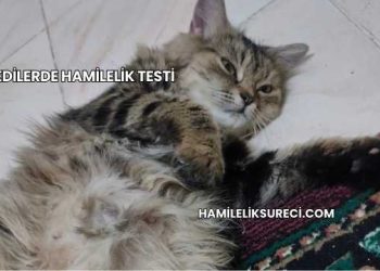 Kedilerde Hamilelik Testi