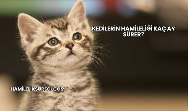 Kedilerin Hamileliği Kaç Ay Sürer