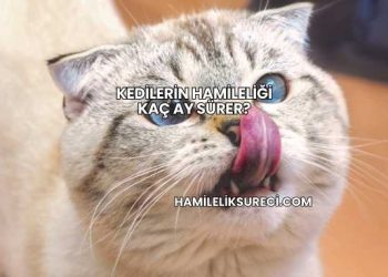 Kedilerin Hamileliği Kaç Ay Sürer