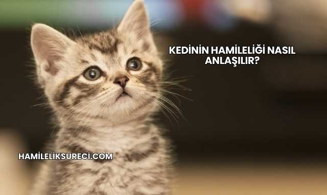 Kedinin Hamileliği Nasıl Anlaşılır?