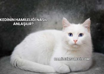 Kedinin Hamileliği Nasıl Anlaşılır?