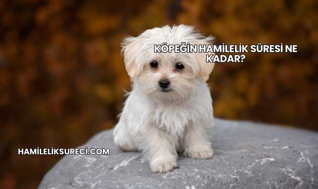 Köpeğin Hamilelik Süresi Ne Kadar?