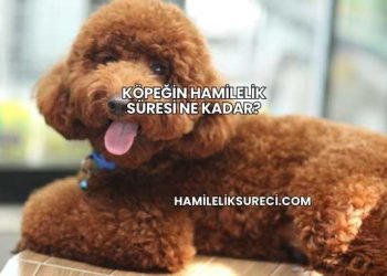 Köpeğin Hamilelik Süresi Ne Kadar?