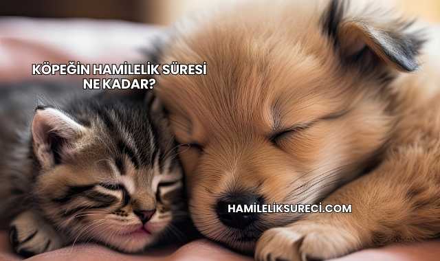 Köpeğin Hamilelik Süresi Ne Kadar?