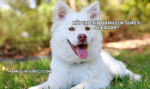 Köpeklerin Hamilelik Süresi Ne Kadar?
