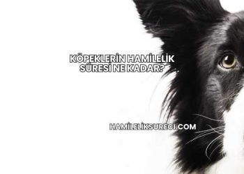 Köpeklerin Hamilelik Süresi Ne Kadar?