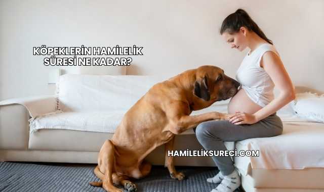 Köpeklerin Hamilelik Süresi Ne Kadar?