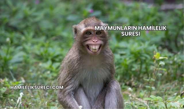 Maymunların Hamilelik Süresi