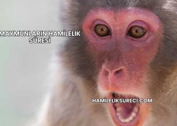 Maymunların Hamilelik Süresi