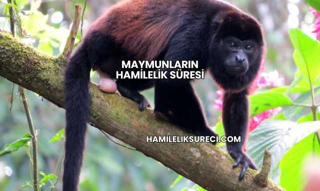 Maymunların Hamilelik Süresi