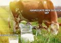 Hamilelikte İnek Sütü İçilir mi?