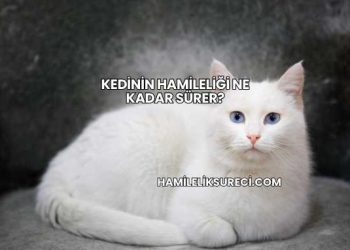 Kedinin Hamileliği Ne Kadar Sürer?