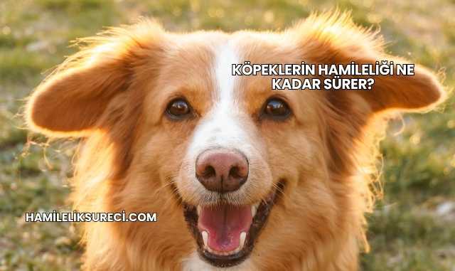 Köpeklerin Hamileliği Ne Kadar Sürer?