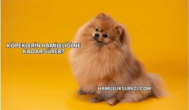 Köpeklerin Hamileliği Ne Kadar Sürer?