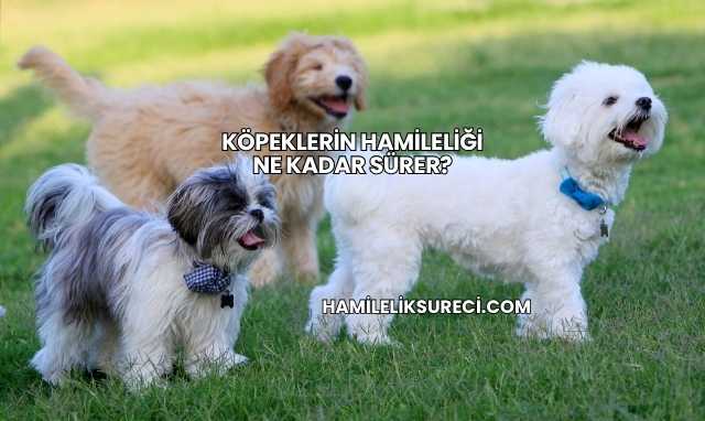 Köpeklerin Hamileliği Ne Kadar Sürer?