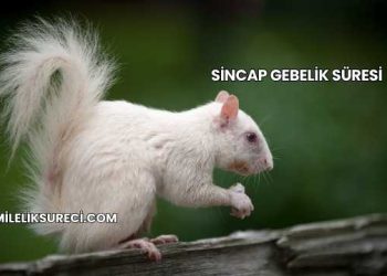 Sincap Gebelik Süresi