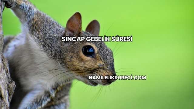 Sincap Gebelik Süresi