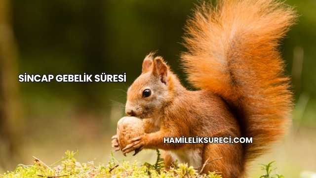 Sincap Gebelik Süresi