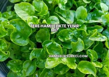 Tere Hamilelikte Yenir mi?