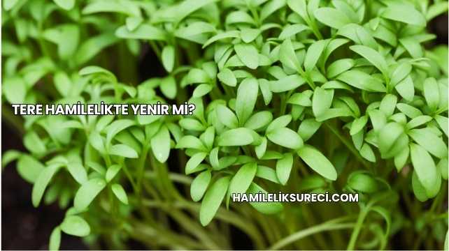 Tere Hamilelikte Yenir mi?