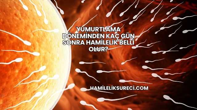 Yumurtlama Döneminden Kaç Gün Sonra Hamilelik Belli Olur?