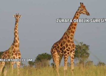 Zürafa Gebelik Süresi?