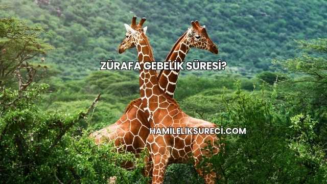 Zürafa Gebelik Süresi?