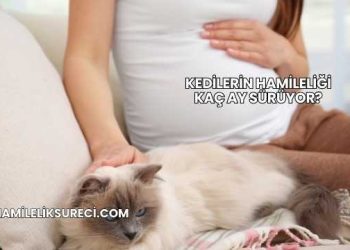 Kedilerin Hamileliği Kaç Ay Sürüyor?