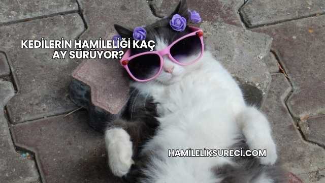 Kedilerin Hamileliği Kaç Ay Sürüyor?