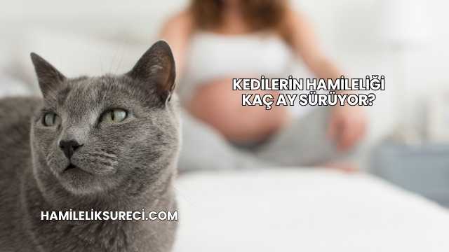 Kedilerin Hamileliği Kaç Ay Sürüyor?