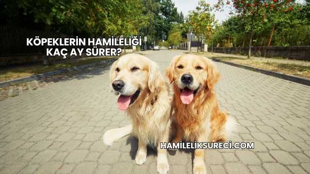 Köpeklerin Hamileliği Kaç Ay Sürer?